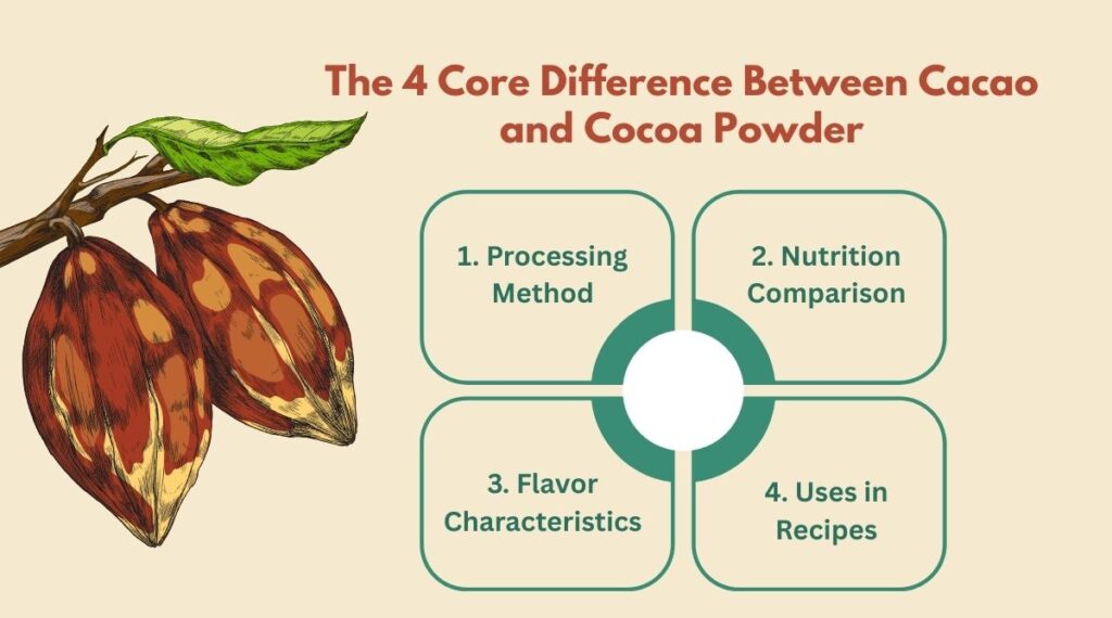 The core difference between cacao powder vs cocoa powder